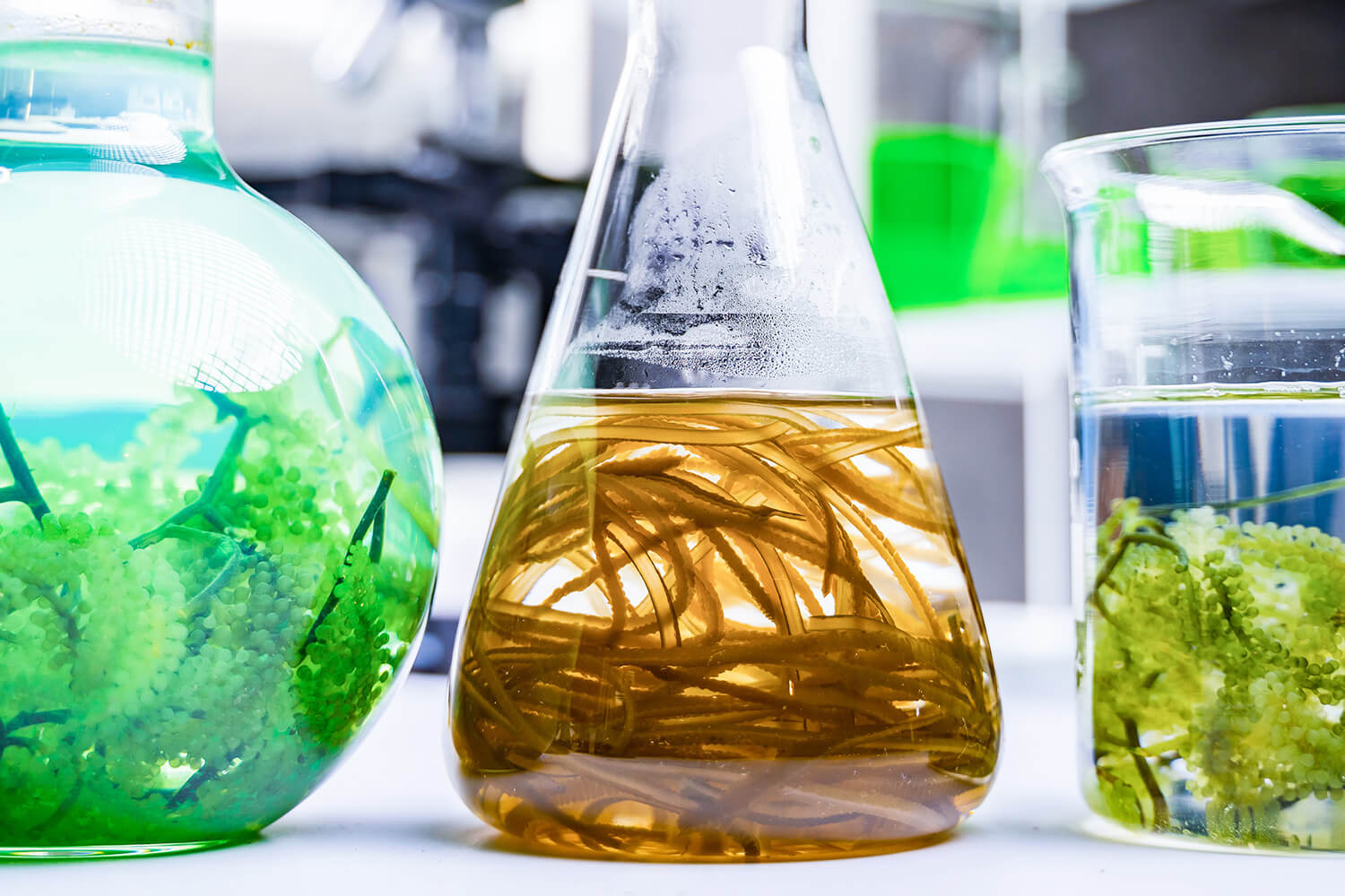 Algae Power: Bioinformatics in Renewable Energy Research